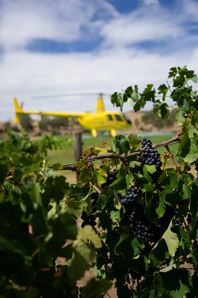 Barossa Western Ridge & Valley Floor - 20 Minute Scenic Flight