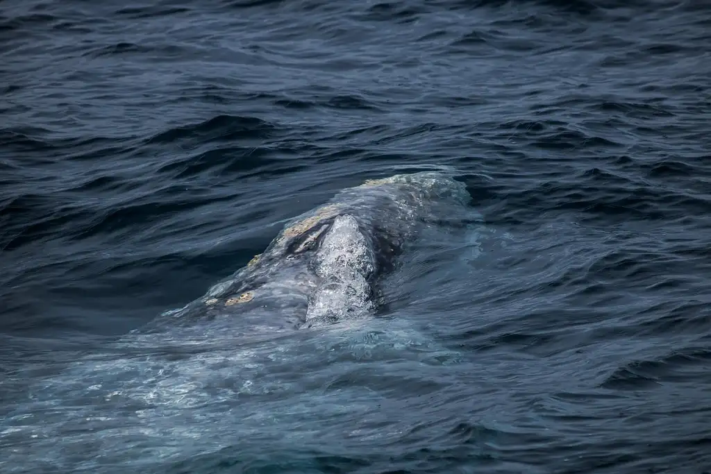 Southern California Premier Dolphin and Whale Watching Adventure