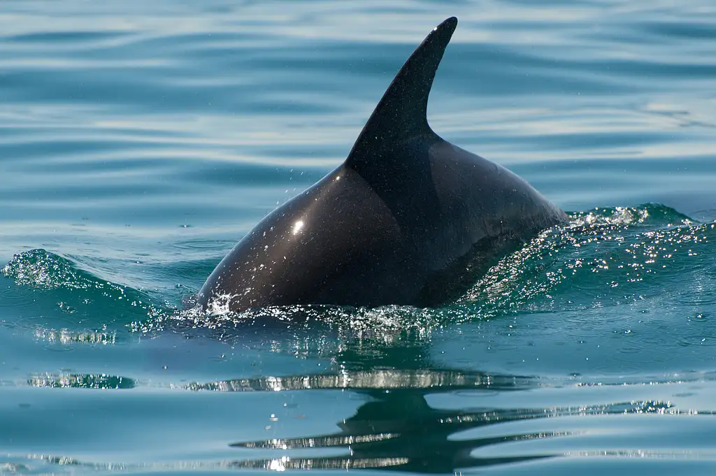 Dolphin and Seal Watching Eco Boat Tour - Mornington Peninsula