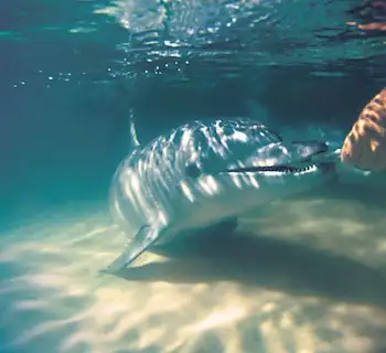 Marine Discovery Day Cruise with option to upgrade to Dolphin Feeding | Moreton Island