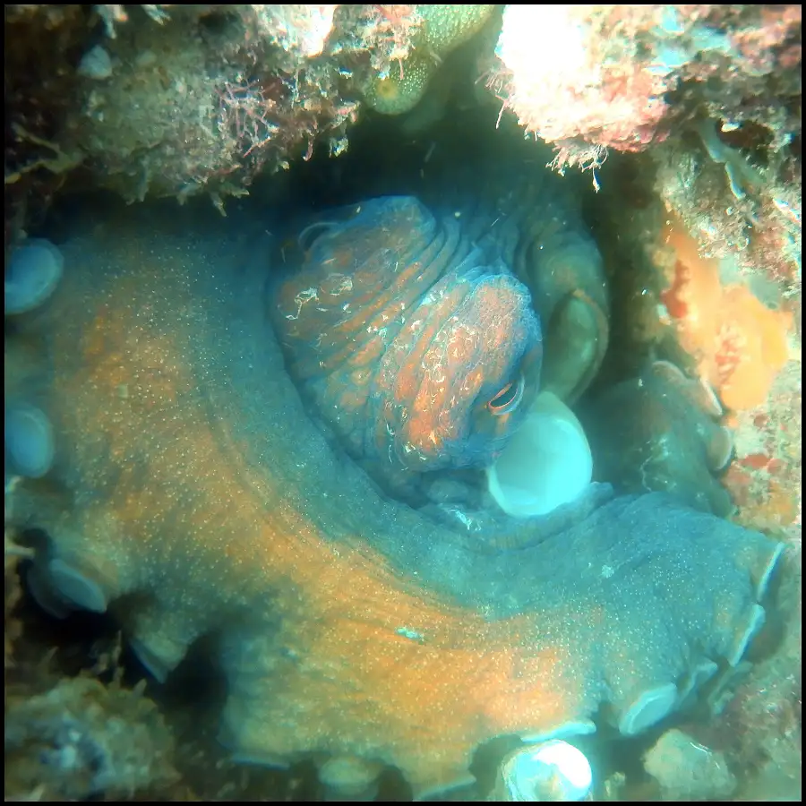 Ex-HMAS Brisbane Double Dive