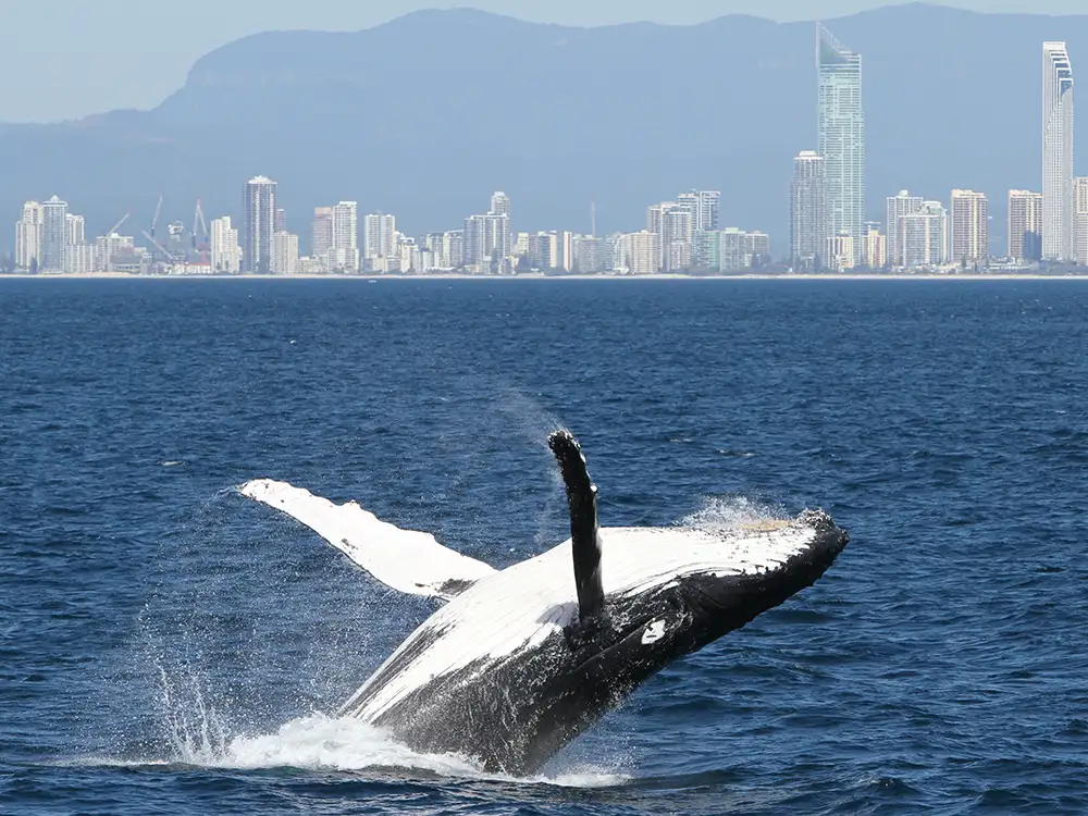 Whale Watching Gold Coast Tour