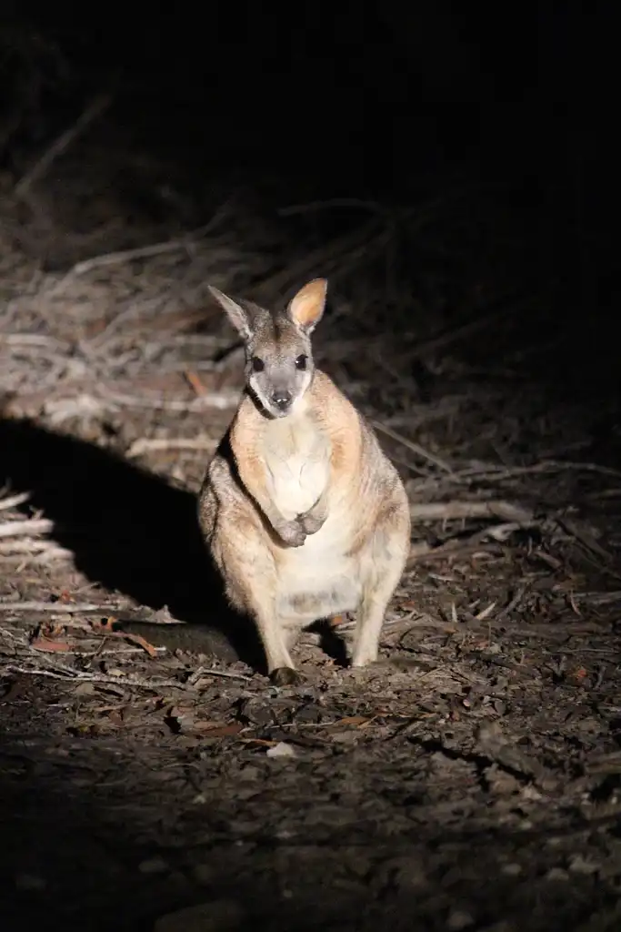 Nocturnal 4WD Tour Kangaroo Island