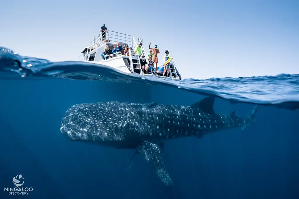 Ningaloo Whale Shark Swim & Eco Tour On A Catamaran (Aug-Oct) | From Exmouth