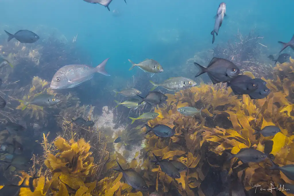 Goat Island Try Scuba Diving - Half Day