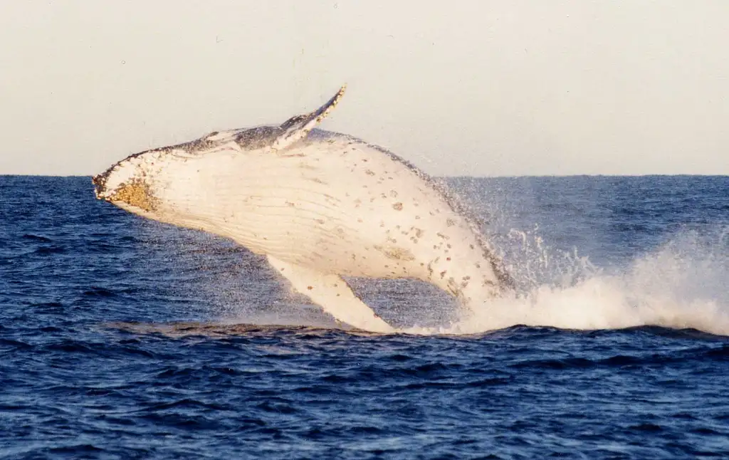 Port Stephens Whale Watching - Day Trip With Sandboarding & 4WD Experience