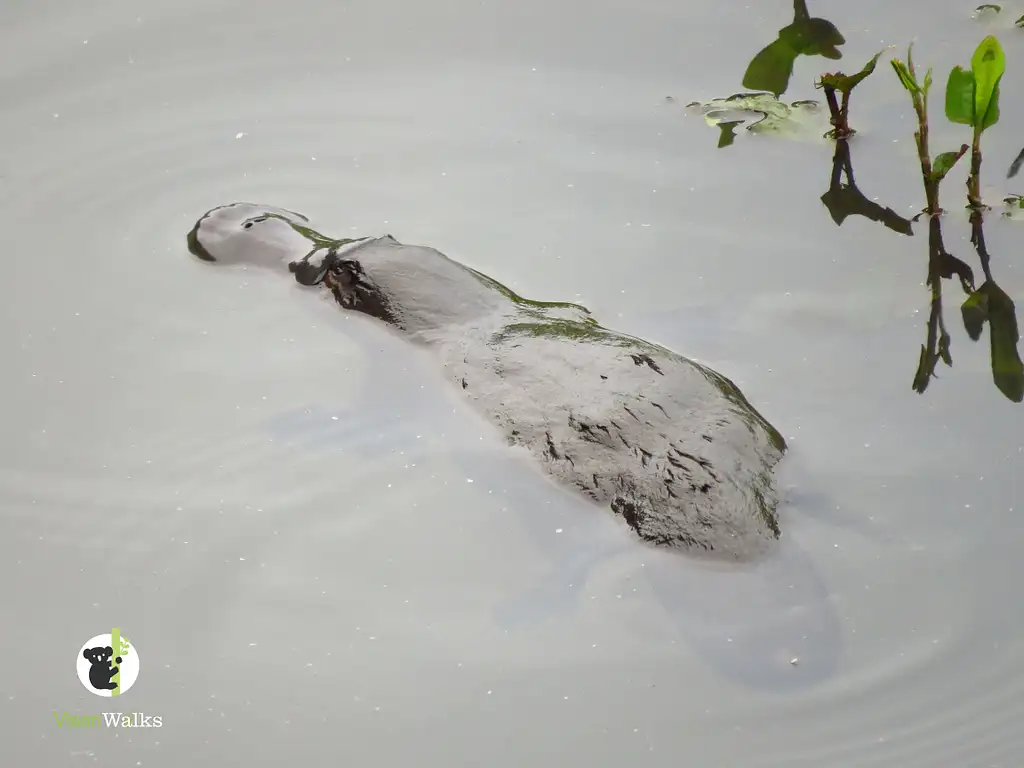 Platypus Walk - Byron Bay