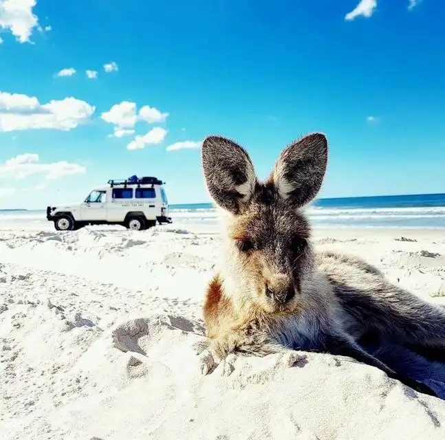 Nocturnal 4WD Tour Kangaroo Island