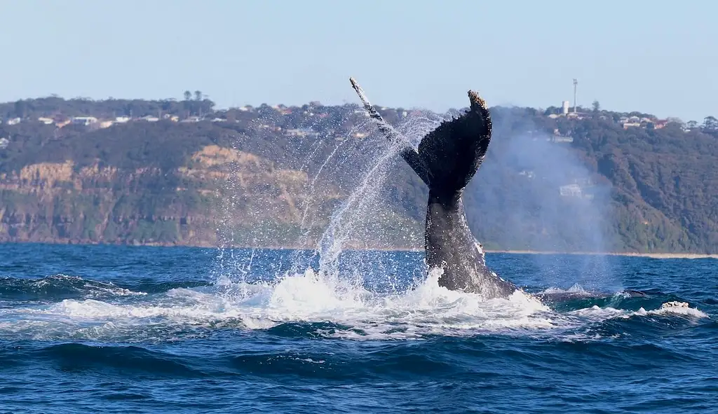 Newcastle Whale Encounter Tour