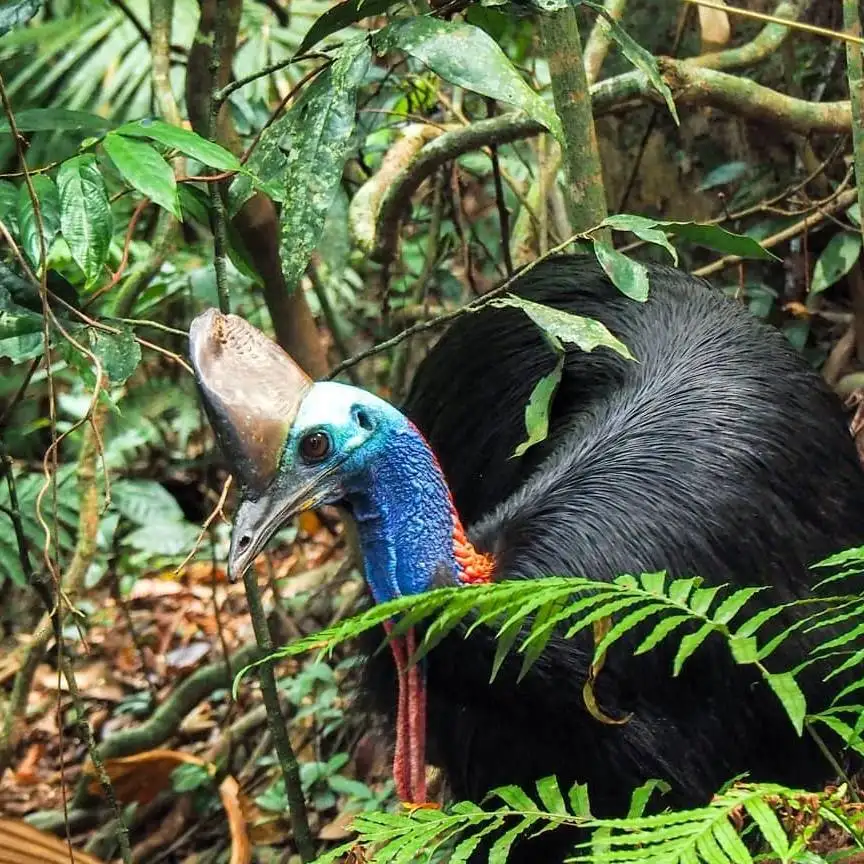 Daintree Discovery Centre - Entry