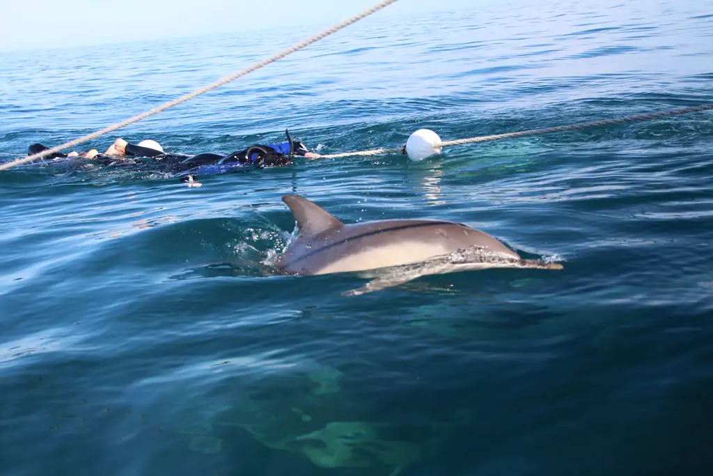 3.5-Hour Swimming with Wild Dolphins Experience