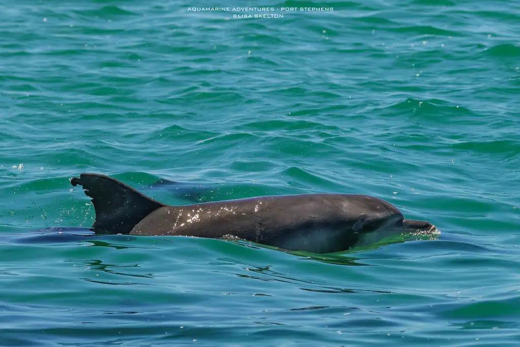 Highlights of Port Stephens Eco Adventure & Beach Swim