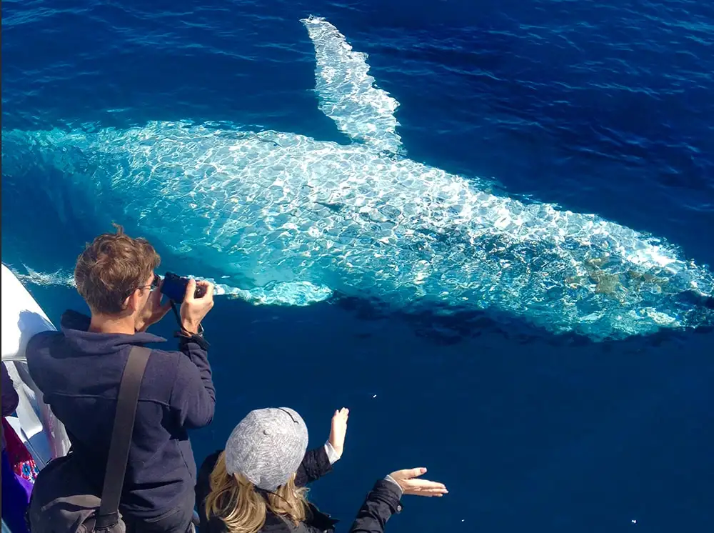 Noosa Whale Watch