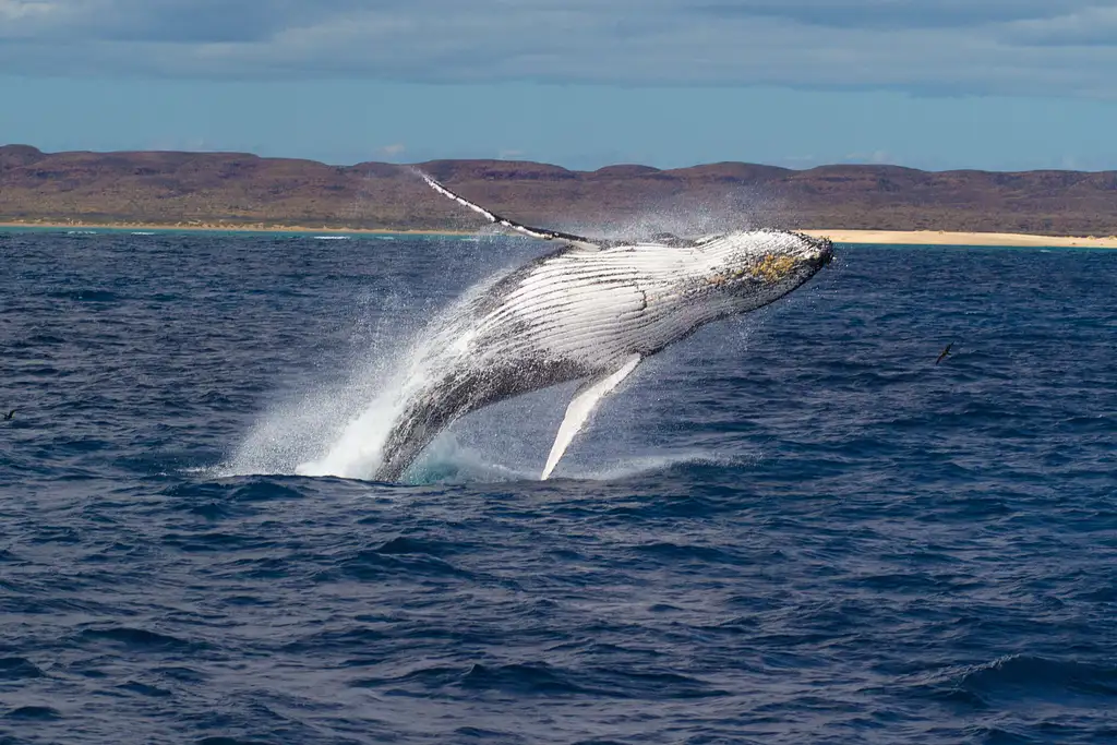 Ningaloo Reef Full-Day Snorkelling & Wildlife Tour | Departing Exmouth