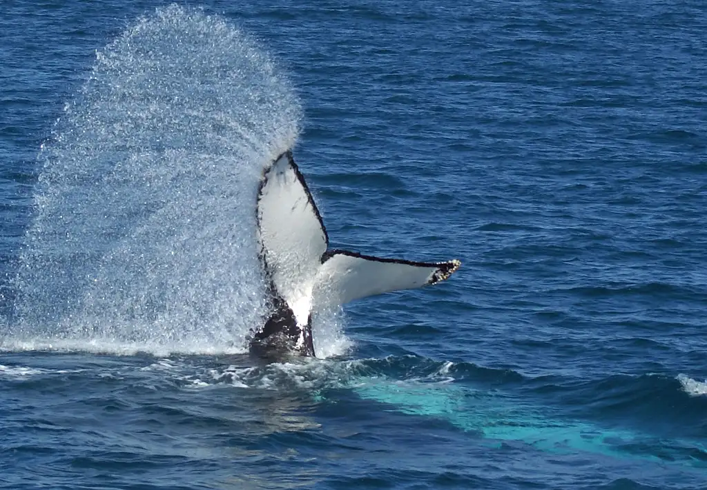 Premium Whale Watching Tour - Hervey Bay