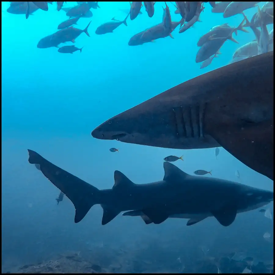 Grey Nurse Shark Reef Double Dive