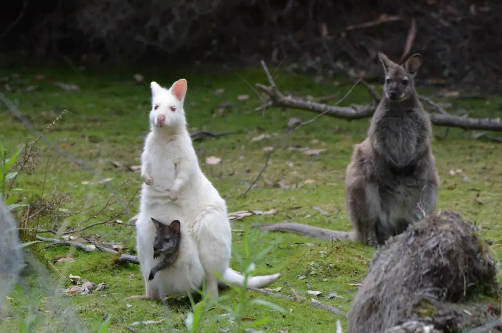 Bruny Island Day Tour | From Hobart