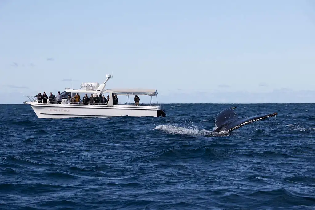 Sydney Whale Watching Experience - Small group