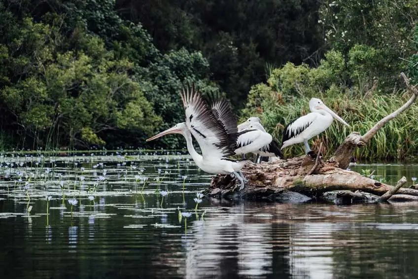 Noosa Everglades Serenity Cruise