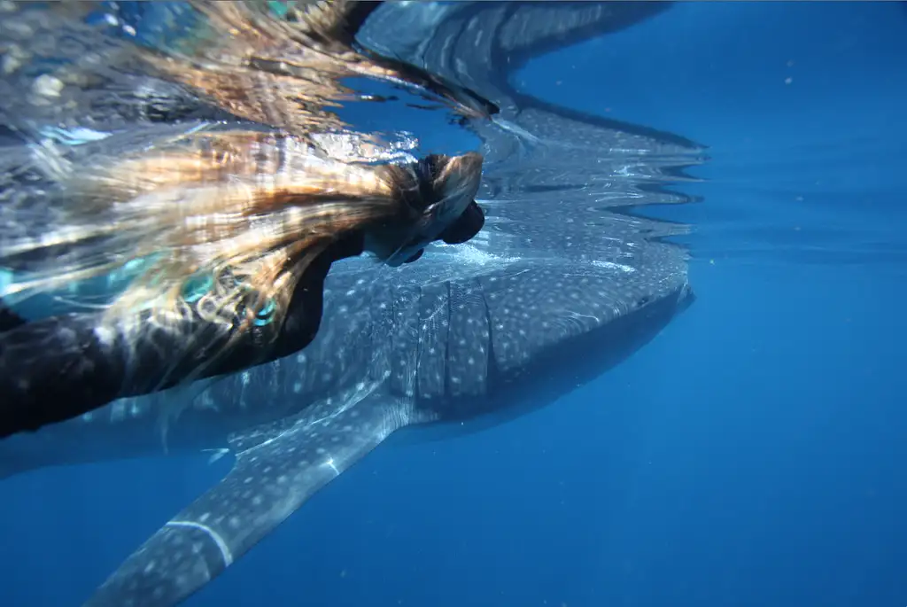 Ningaloo Whale Shark Swim & Eco Tour On A Catamaran (Aug-Oct) | Departing Exmouth