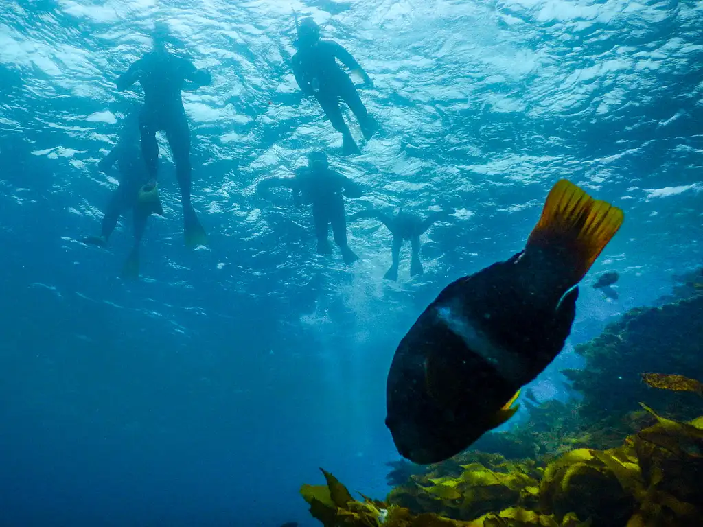 Great Reef Snorkel Tour - Swim with Dolphins and Seals