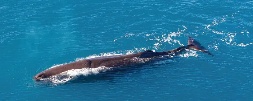 Kaikoura Helicopter Classic Whale Watch