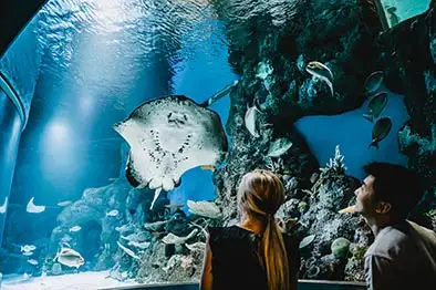 Dive With The Sharks at Cairns Aquarium