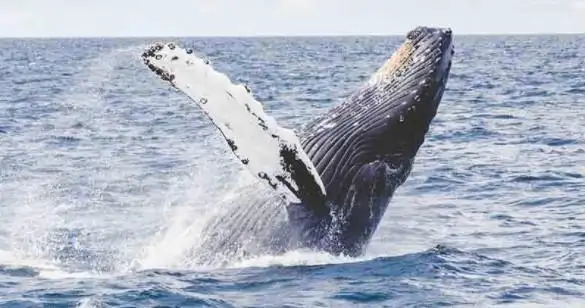 Port Stephens Whale Watching - Day Trip With Sandboarding & 4WD Experience