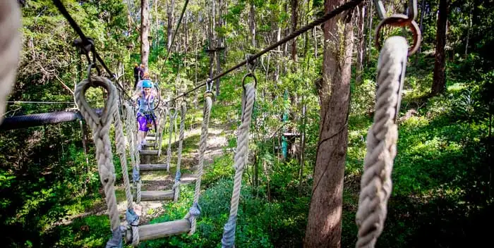 Treetop Challenge Currumbin Wildlife Sanctuary