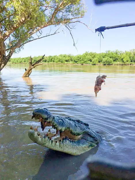 Litchfield Park Jumping Crocodile Cruise & Sunset Experience