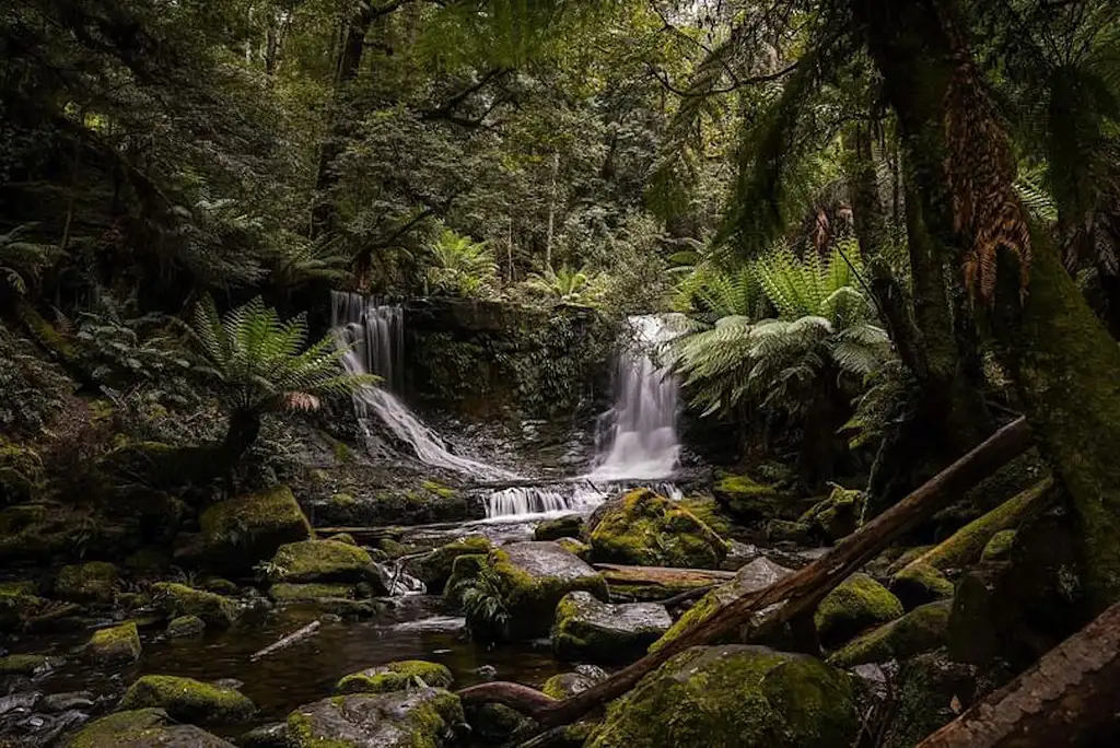 Mount Field to MONA Day Tour | From Hobart