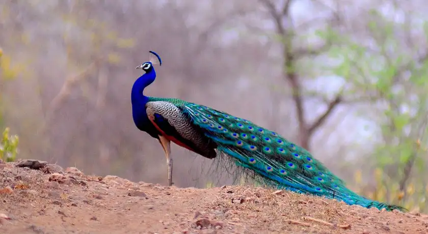 10 Days Rajasthan & Wildlife