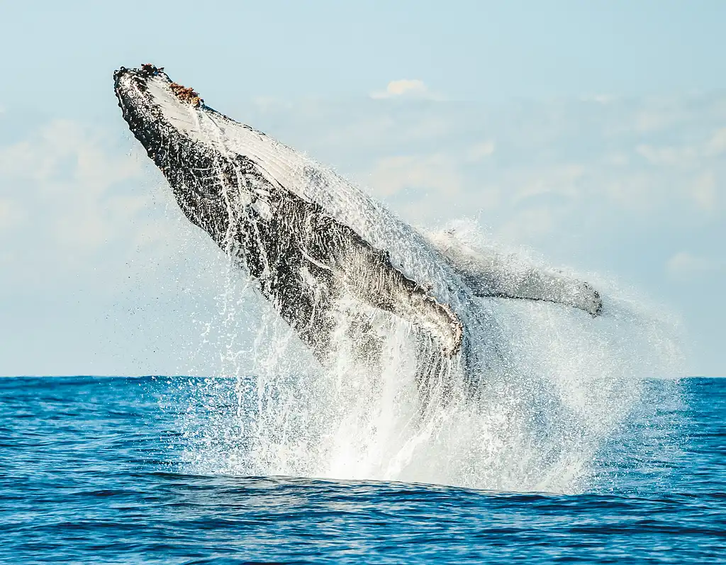 Byron Bay Whale Watching Cruise from Ballina