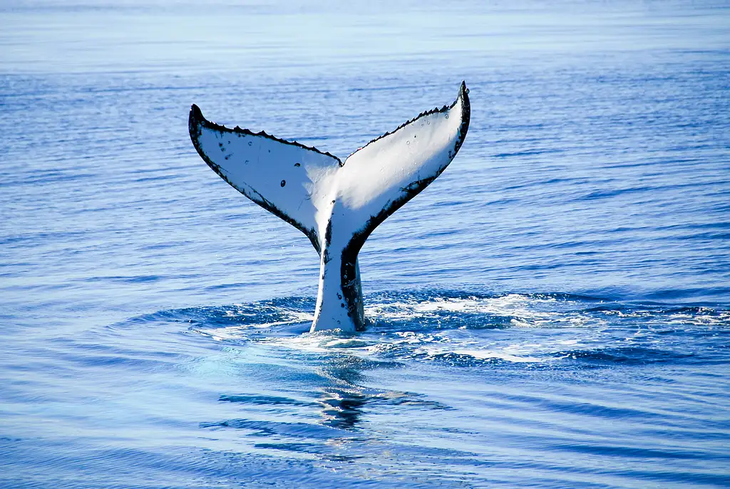 Dunsborough Whale Watching