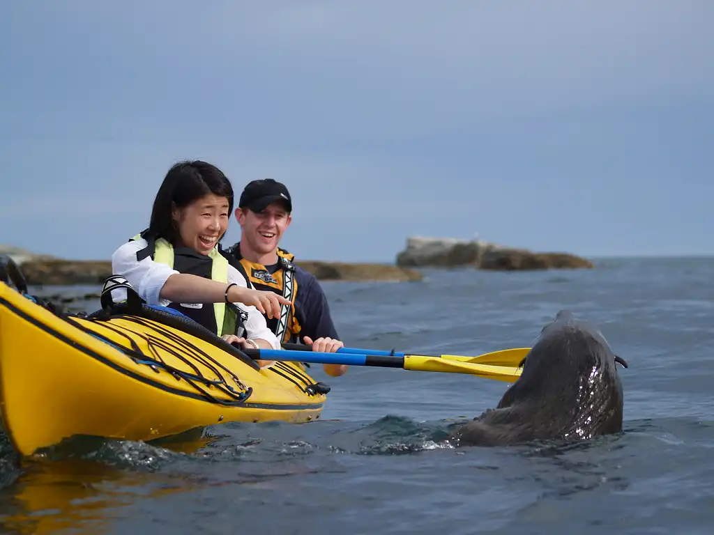 Kaikoura Guided Wildlife Kayak Tour