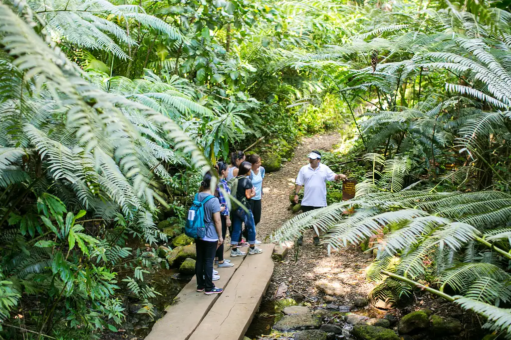 Hawaii Rainforest Hike