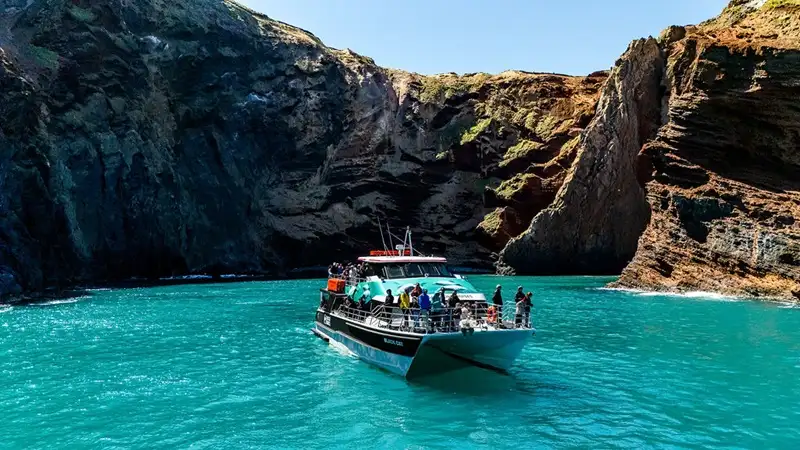 Akaroa Harbour Nature Cruise | 2 Hours