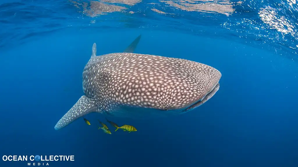 Whale Shark Adventure tour | From Coral Bay