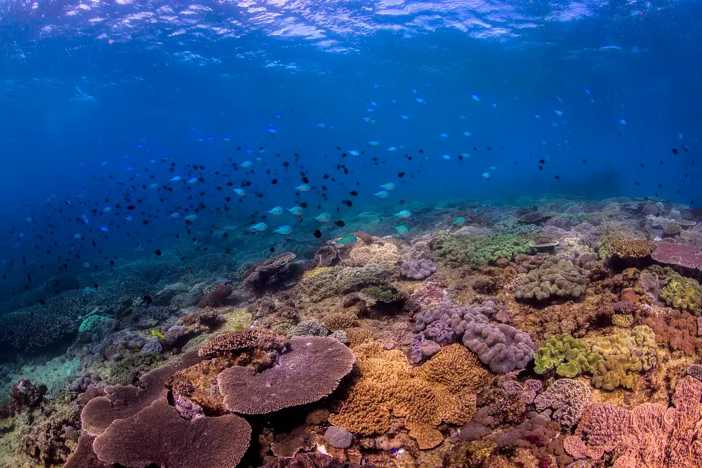 Flinders Reef Dive Trip - Sunshine Coast