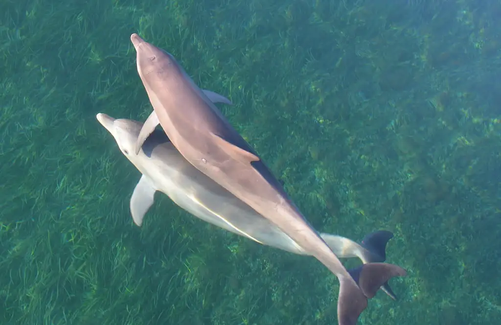 Adelaide Dolphin Sanctuary Guided Eco Kayak Tour