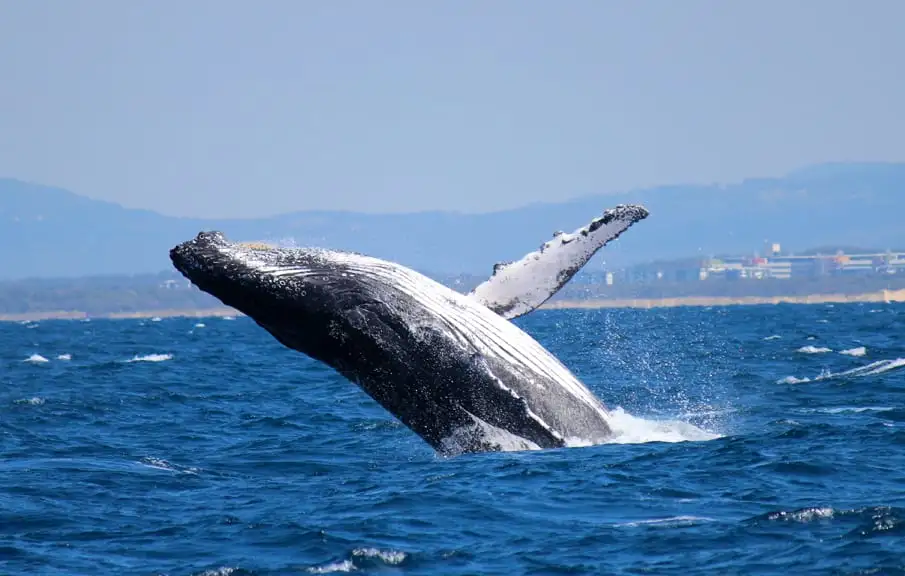 Whale Watching Cruise Without the Crowds - Mooloolaba