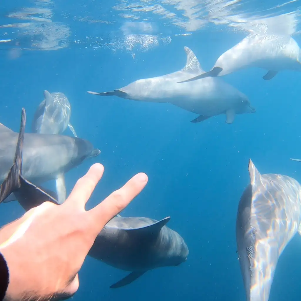 3.5-Hour Swimming with Wild Dolphins Experience