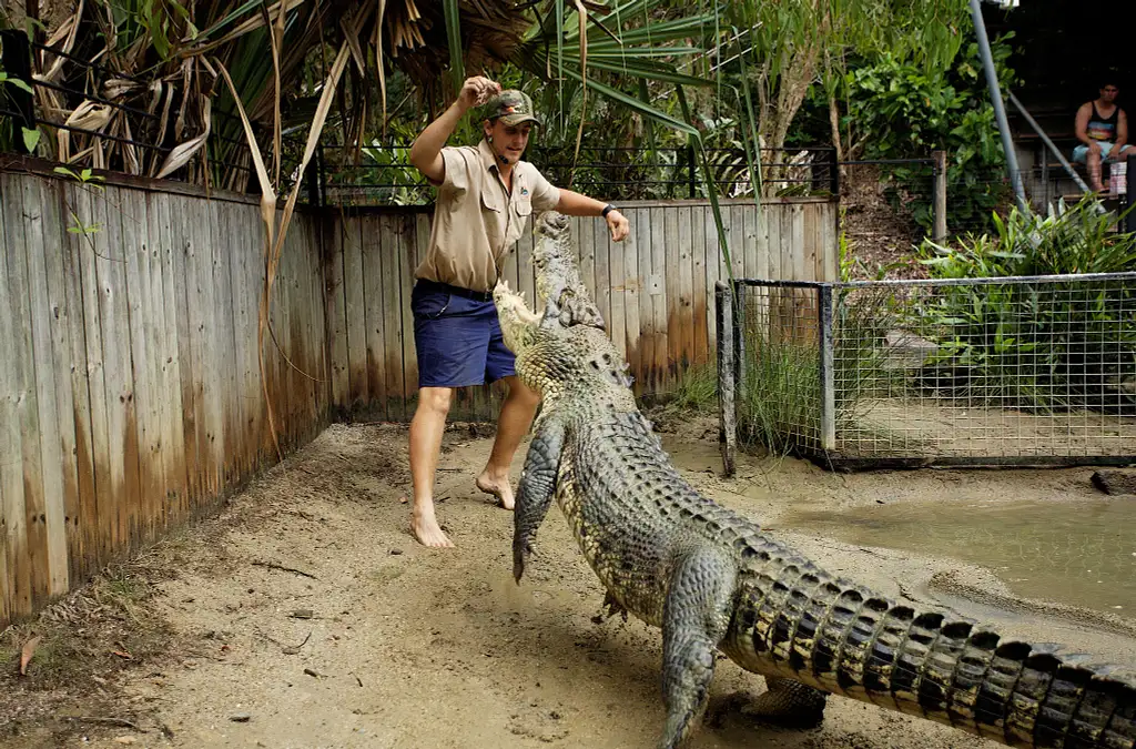 Hartley's Crocodile Adventures | Big Croc Feed