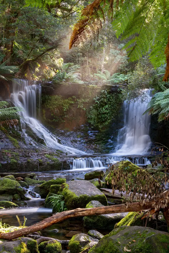 Mount Field to MONA Day Tour | From Hobart