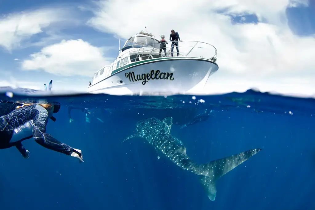 Whale Shark Snorkelling Adventure Tour (March-July) | Departing Exmouth