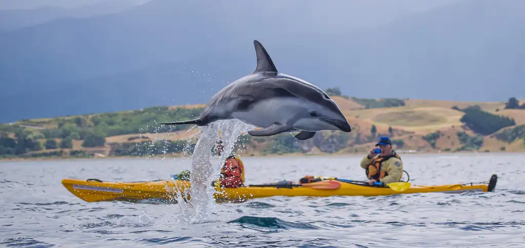 Kaikoura Guided Wildlife Kayak Tour