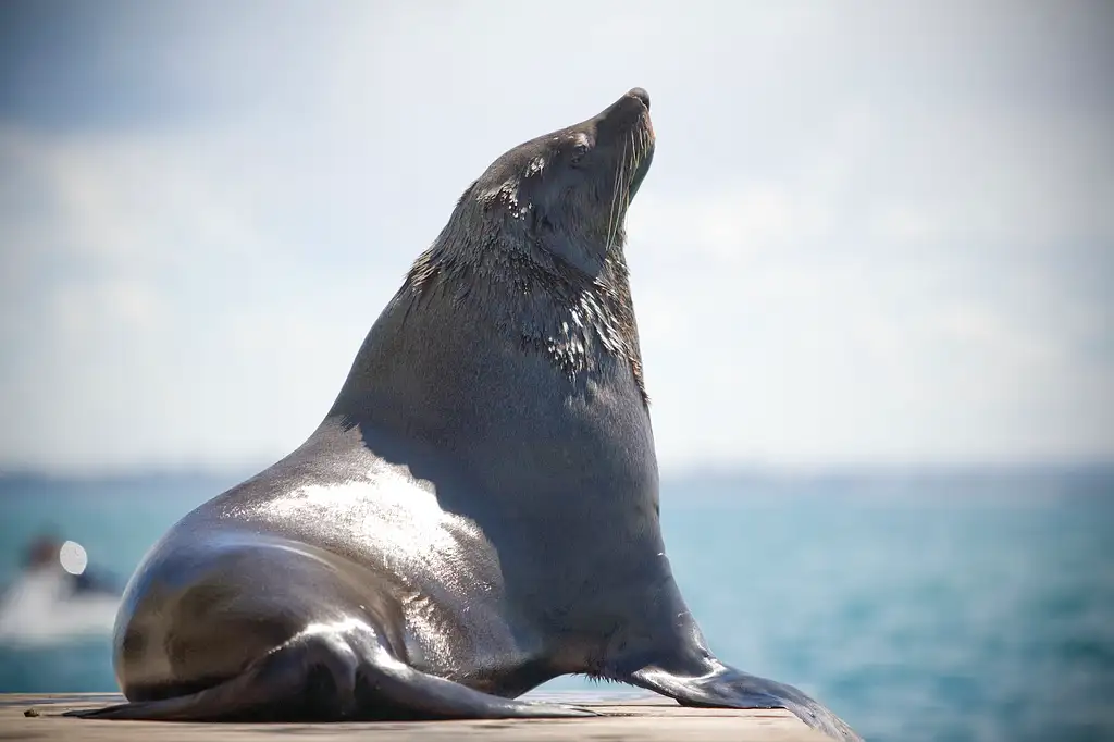 Port Phillip Bay Wildlife Adventure Cruise