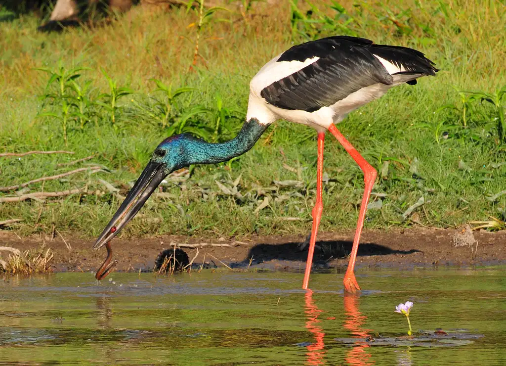 Darwin Wetland Experience