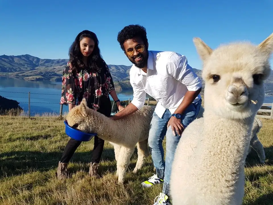 Shamarra Alpaca Farm Tour Akaroa | New Zealand