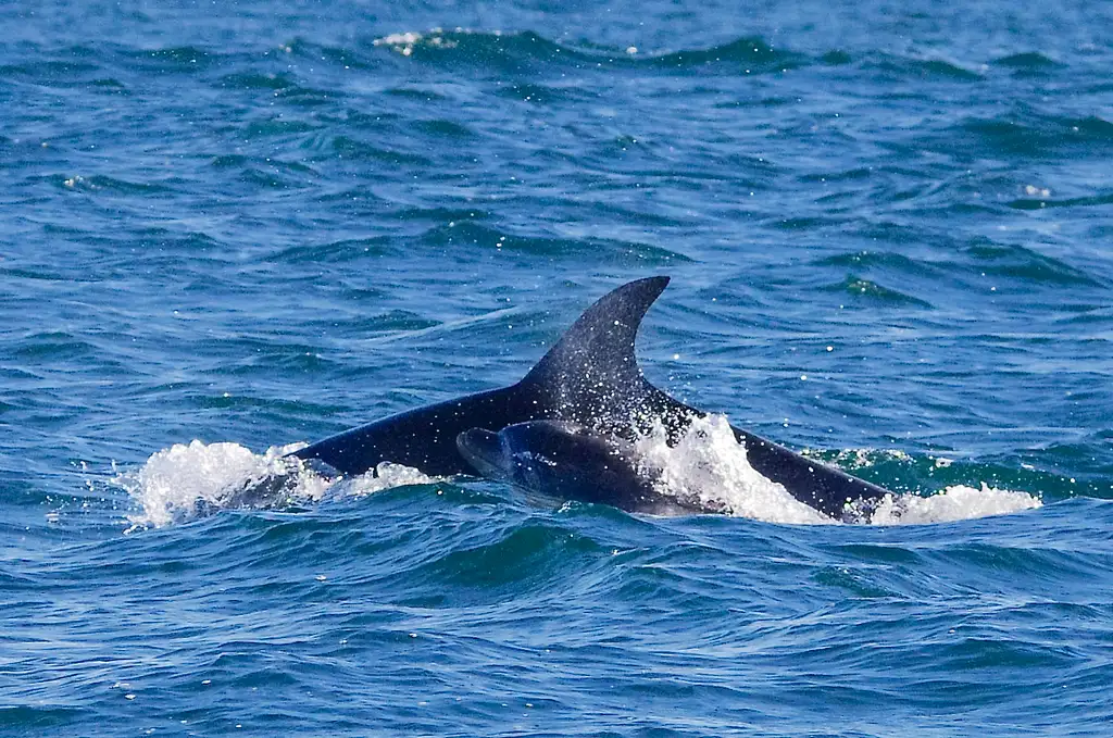 Great Reef Snorkel Tour - Swim with Dolphins and Seals